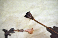 Detalle 1